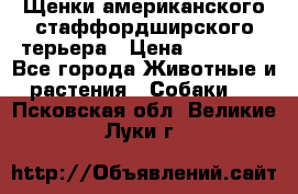 Щенки американского стаффордширского терьера › Цена ­ 20 000 - Все города Животные и растения » Собаки   . Псковская обл.,Великие Луки г.